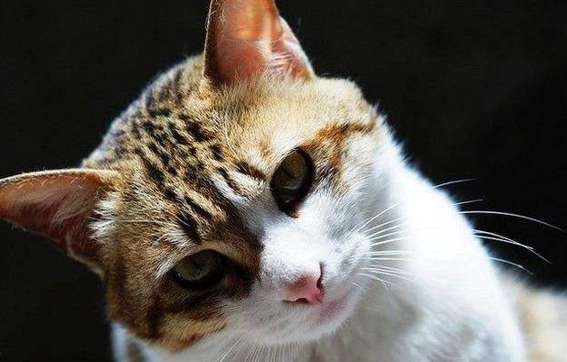 中国本土猫