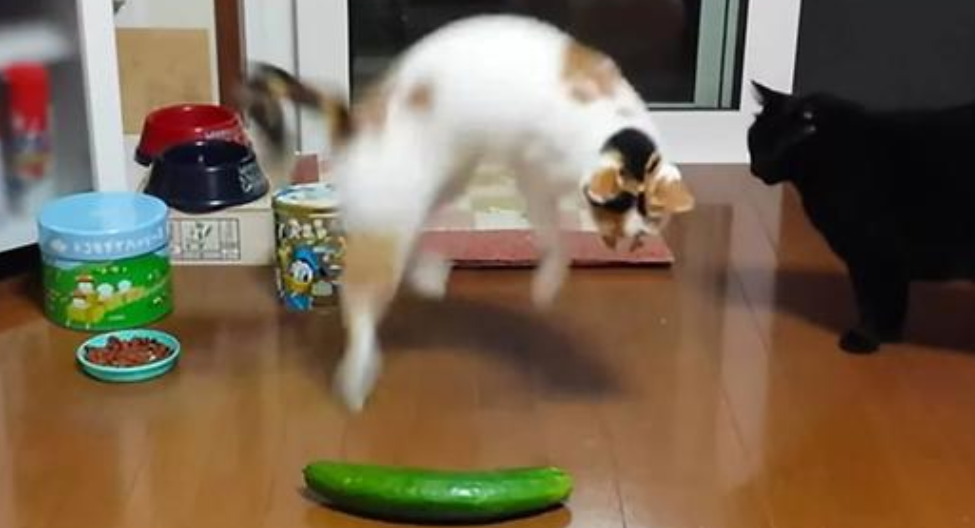 猫为什么怕黄瓜