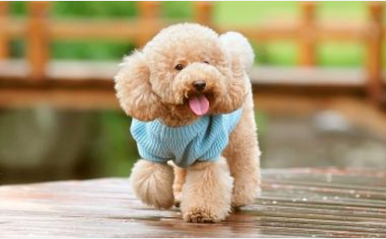 如何预防贵宾犬的感冒