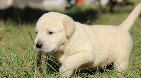 幼犬吃成犬狗粮的危害