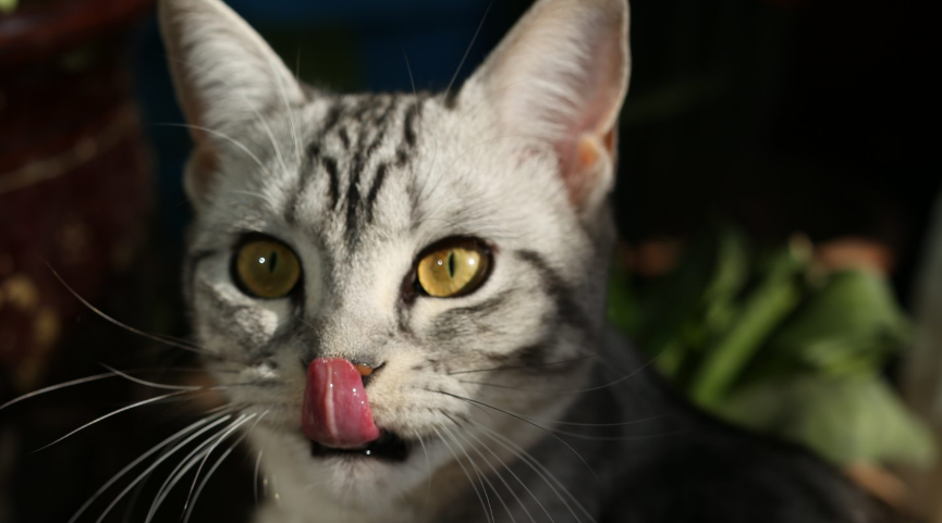 维生素对猫的作用